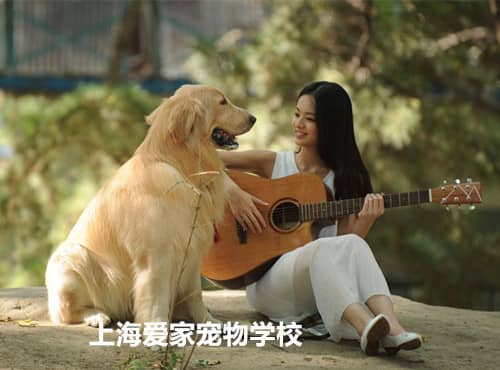金毛犬训练.jpg 金毛犬训练.jpg