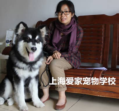 阿拉斯犬加训练.jpg 阿拉斯犬加训练.jpg