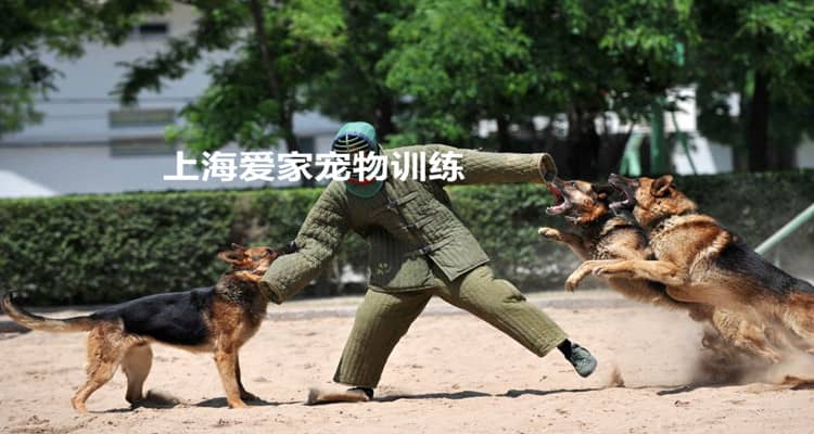 军犬警卫巡逻训练.jpg 军犬警卫巡逻训练.jpg