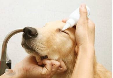 狗狗定期眼睛维护.jpg 狗狗定期眼睛维护.jpg