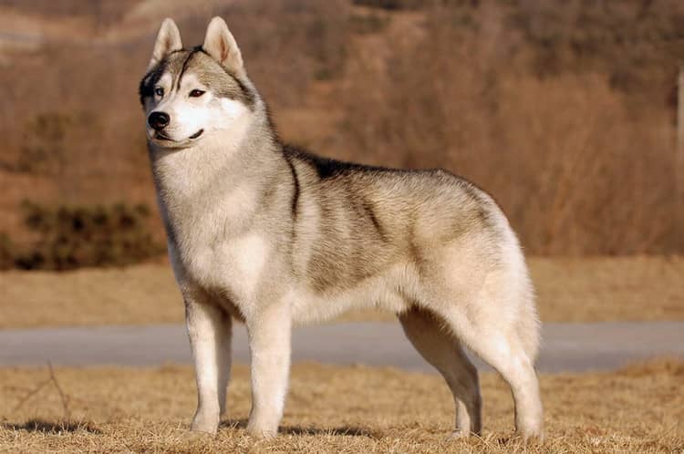 哈士奇培训.训练哈士奇的宠物学校 哈士奇培训.训练哈士奇的宠物学校