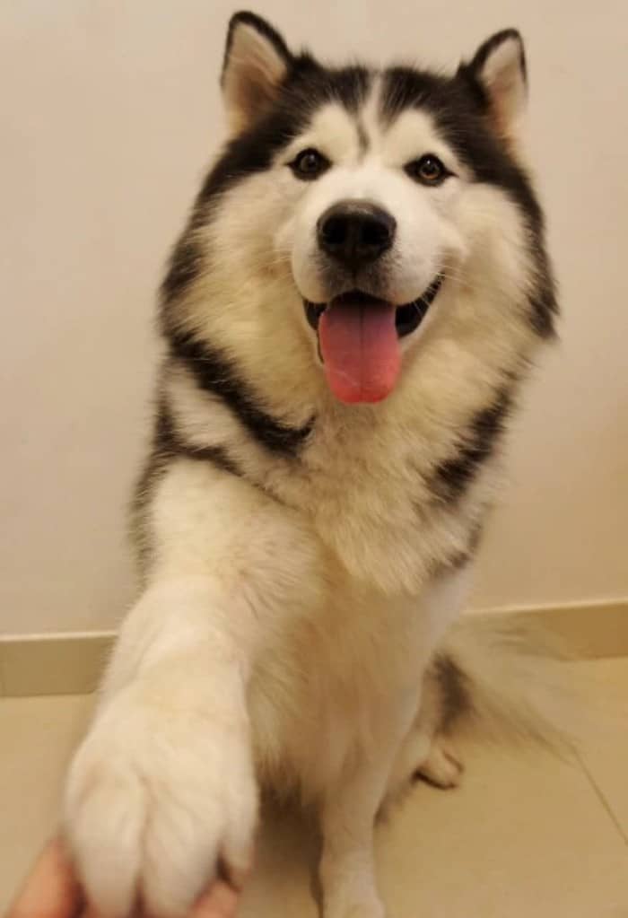 哈士奇狗狗训练.哈士奇培训 哈士奇狗狗训练.哈士奇培训