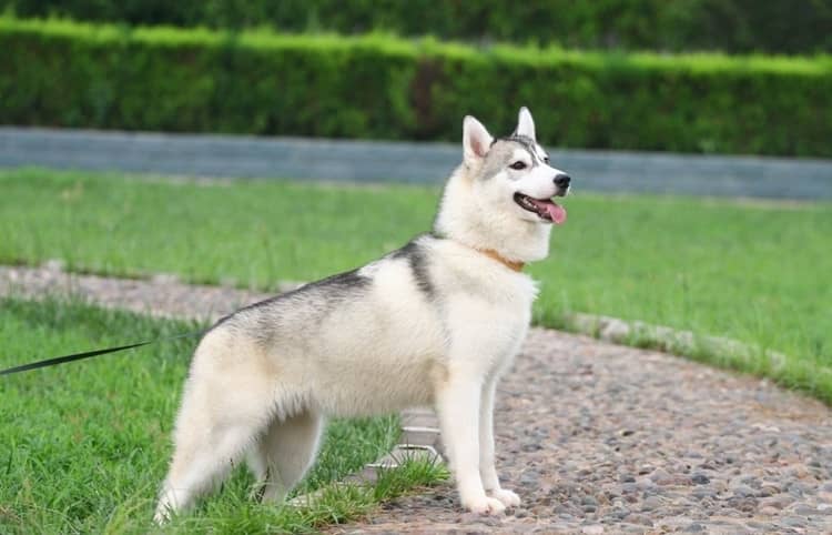 哈士奇狗狗专业训练.哈士奇培训基地 哈士奇狗狗专业训练.哈士奇培训基地