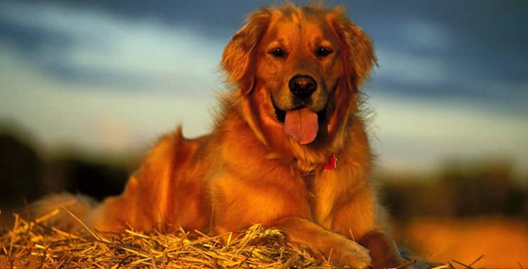 金毛犬训练.金毛犬训练方法 金毛犬专业培训 金毛犬训练.金毛犬训练方法 金毛犬专业培训