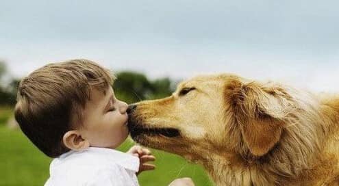 金毛犬与小孩 训练金毛犬相处 金毛猎犬训练. 金毛犬与小孩 训练金毛犬相处 金毛猎犬训练.