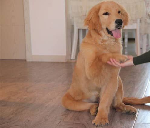 金毛犬居家礼仪训练 训练金毛方法 金毛犬专业训练 金毛犬居家礼仪训练 训练金毛方法 金毛犬专业训练