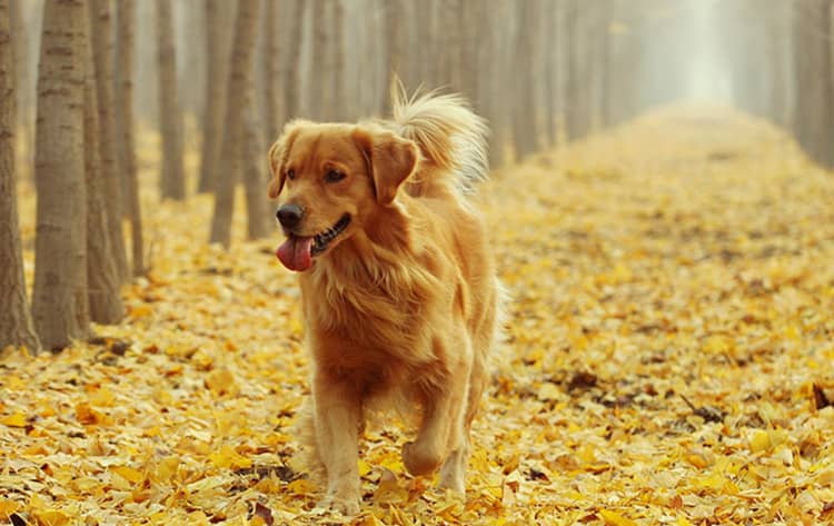 金毛犬训练中.金毛犬训练地方 金毛犬跑步训练 金毛犬训练中.金毛犬训练地方 金毛犬跑步训练