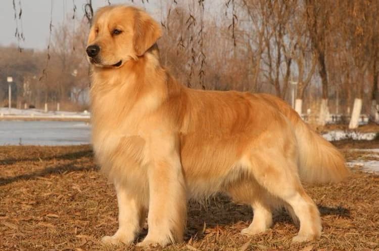 金毛专业训练过程中.金毛犬等待训练 金毛犬站立训练 金毛专业训练过程中.金毛犬等待训练 金毛犬站立训练