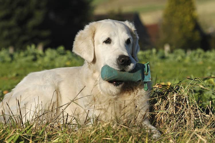 金毛犬狗狗培训.金毛犬找回训练 金毛犬培训 金毛犬狗狗培训.金毛犬找回训练 金毛犬培训