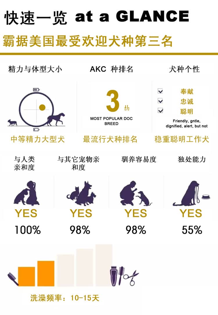 金毛犬训练计划.金毛犬性格介绍图表 金毛犬训练计划.金毛犬性格介绍图表