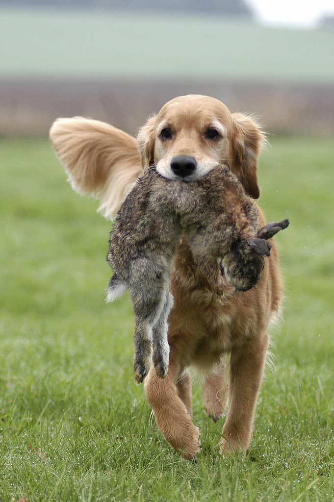 金毛犬打猎 金毛犬寻回 爱家金毛专业训练.jpg 金毛犬打猎 金毛犬寻回 爱家金毛专业训练.jpg