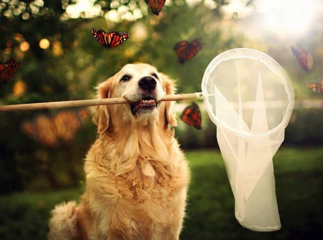 狗狗训练金毛训练.金毛犬卖萌照 金毛犬影视表演 狗狗训练金毛训练.金毛犬卖萌照 金毛犬影视表演