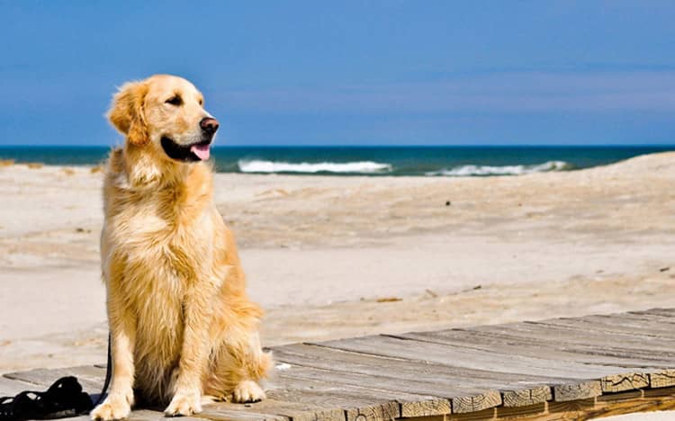 金毛犬狗狗专业培训.金毛犬谈定 金毛可爱 上海爱家专业训练金毛犬 金毛犬狗狗专业培训.金毛犬谈定 金毛可爱 上海爱家专业训练金毛犬