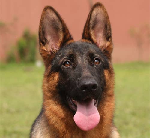 德国牧羊犬头面 德牧训练中.