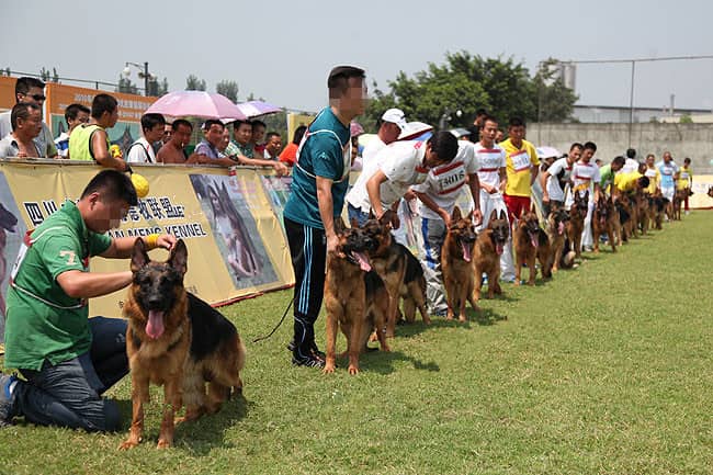德国牧羊犬比赛 CV德牧犬赛事 德牧狗狗培训.