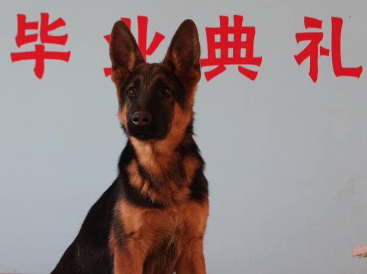 德牧训练毕业照 德国牧羊犬专业培训学校.jpg