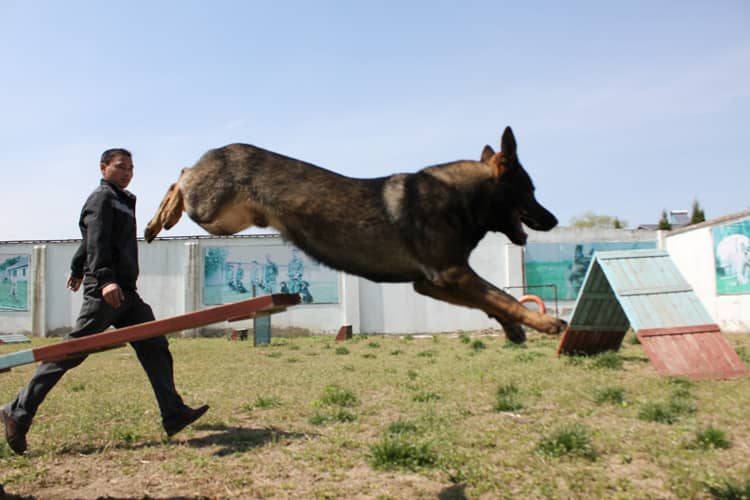 德牧运动训练 德牧敏捷训练 德牧比赛训练 德牧狗狗专业培训.