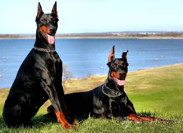 杜宾野外训练中 杜宾犬专业训练. 杜宾野外训练中 杜宾犬专业训练.