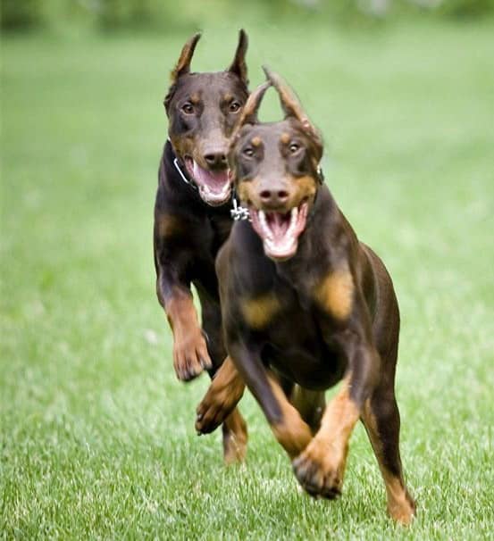 杜宾运动训练 杜宾比赛 杜宾训练中. 杜宾运动训练 杜宾比赛 杜宾训练中.