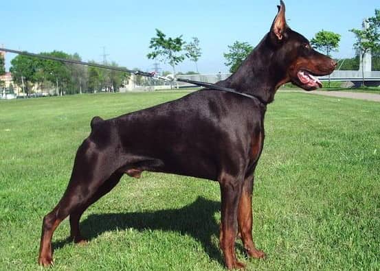 杜宾展示 杜宾站姿训练 杜宾犬培训. 杜宾展示 杜宾站姿训练 杜宾犬培训.