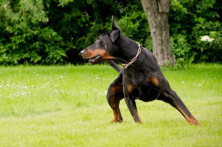 杜宾动态训练 杜宾身姿  爱家训狗基地杜宾专业训练.jpg 杜宾动态训练 杜宾身姿  爱家训狗基地杜宾专业训练.jpg