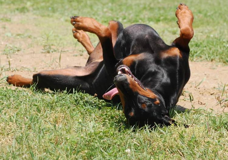 杜宾训练过程中.杜宾耍赖 德牧躺下 杜宾训练过程中.杜宾耍赖 德牧躺下