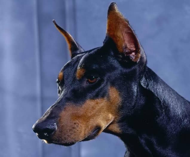 杜宾神态 杜宾训练. 杜宾神态 杜宾训练.