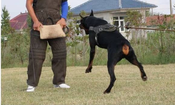 杜宾凶猛性培训训练 杜宾培训中. 杜宾凶猛性培训训练 杜宾培训中.