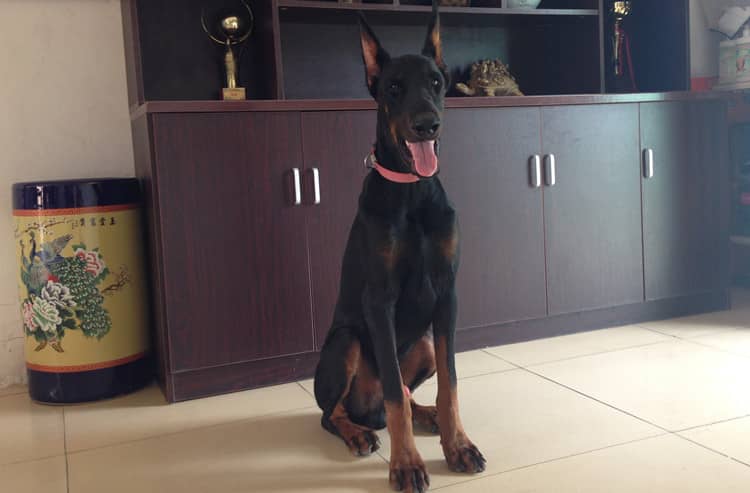 杜宾坐训练 杜宾犬针对培训. 杜宾坐训练 杜宾犬针对培训.