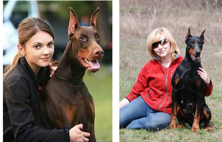 杜宾犬专业训练学校.爱家专业训练杜宾犬 杜宾犬专业训练学校.爱家专业训练杜宾犬