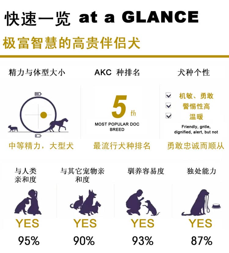 杜宾犬训练介绍.杜宾犬性格介绍图表 杜宾犬训练介绍.杜宾犬性格介绍图表