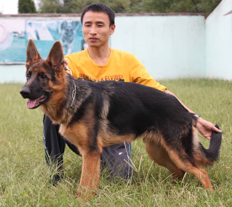 德牧展示训练 德牧训练 训狗.