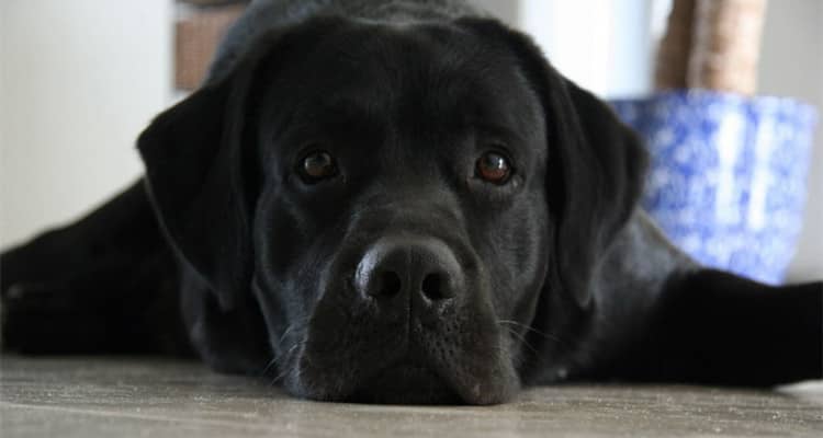 拉布拉多训练.拉不拉多训练眼神  拉布拉多训练.拉不拉多训练眼神