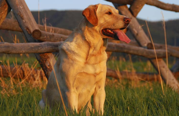 拉不拉多守猎 拉布拉多专业训练. 拉不拉多守猎 拉布拉多专业训练.