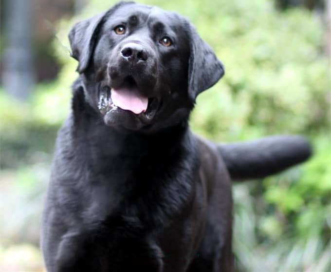 黑色拉不拉多训练 拉不拉多专业训练. 黑色拉不拉多训练 拉不拉多专业训练.