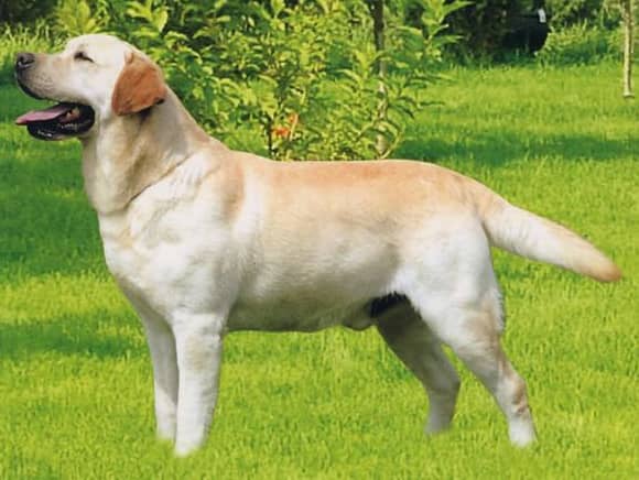 拉不拉多展示训练 拉布拉多训练中. 拉不拉多展示训练 拉布拉多训练中.