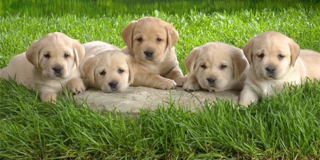 拉不拉多小时候 拉不拉多幼犬训练. 拉不拉多小时候 拉不拉多幼犬训练.