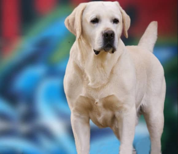 拉不拉多神态 拉不拉多培训. 拉不拉多神态 拉不拉多培训.