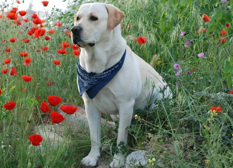 拉不拉多室外照 拉布拉多训练. 拉不拉多室外照 拉布拉多训练.