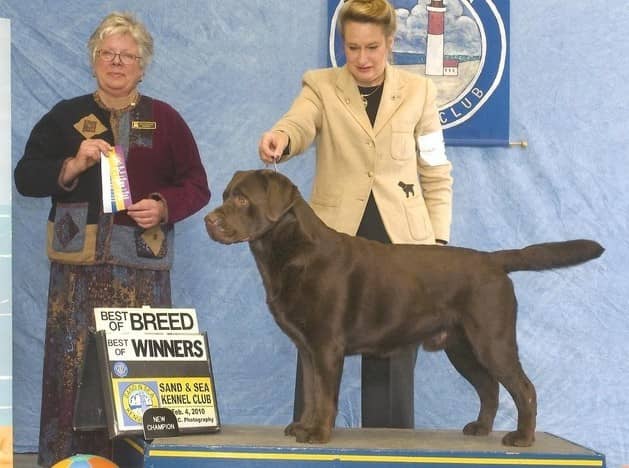 拉不拉多登上冠军宝座 拉布拉多比赛.jpg 拉不拉多登上冠军宝座 拉布拉多比赛.jpg