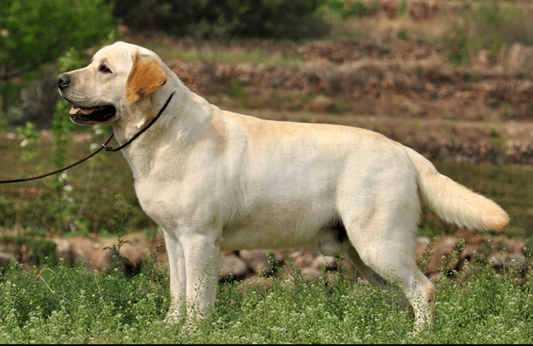 拉不拉多专业针对一对一训练.png 拉不拉多专业针对一对一训练.png