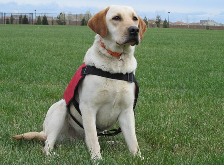 拉不拉多野外训练 导盲犬拉布拉多训练.jpg 拉不拉多野外训练 导盲犬拉布拉多训练.jpg