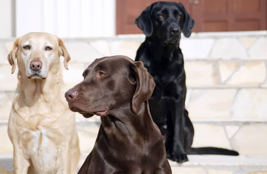 拉不拉多交流训练 拉不拉多犬专业针对性训练.jpg 拉不拉多交流训练 拉不拉多犬专业针对性训练.jpg