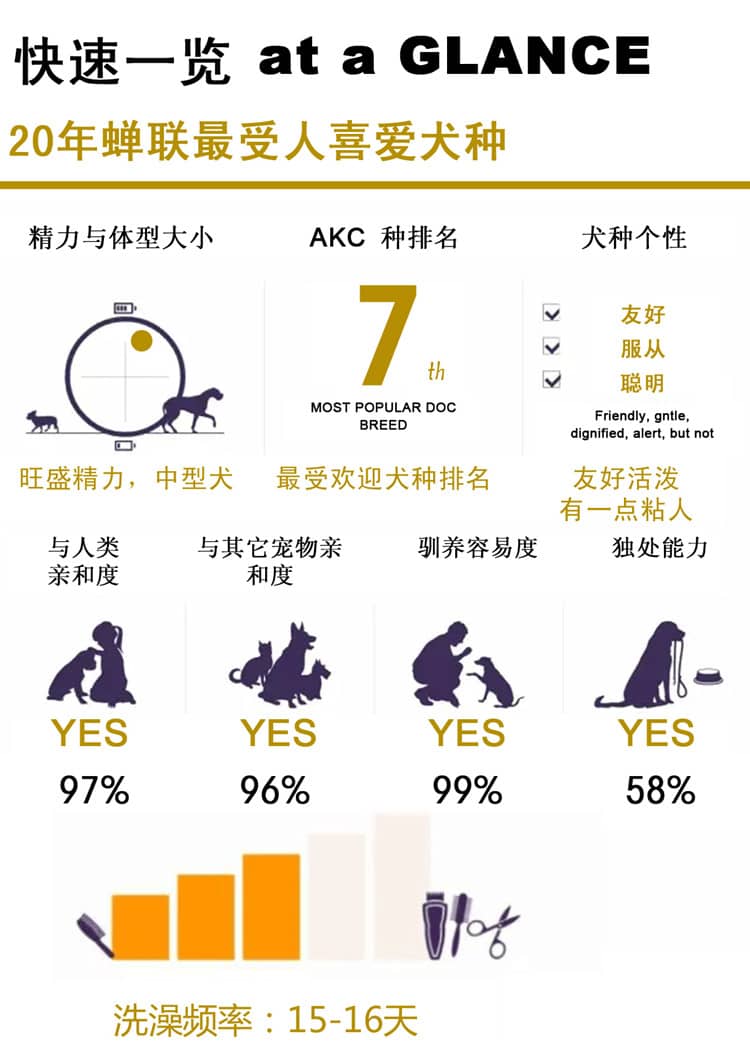 拉不拉多.拉不拉多性格介绍 拉不拉多.拉不拉多性格介绍