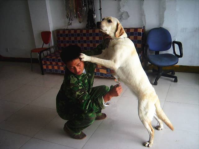 拉布拉多扑人过度.拉不拉多不良行为纠正训练  拉布拉多扑人过度.拉不拉多不良行为纠正训练