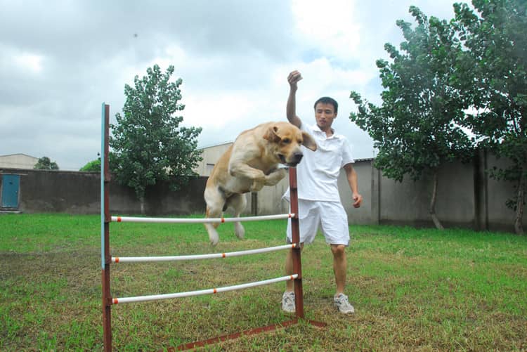 拉不拉多障碍训练 训练拉不拉多 拉不拉多运动 拉不拉多障碍训练 训练拉不拉多 拉不拉多运动