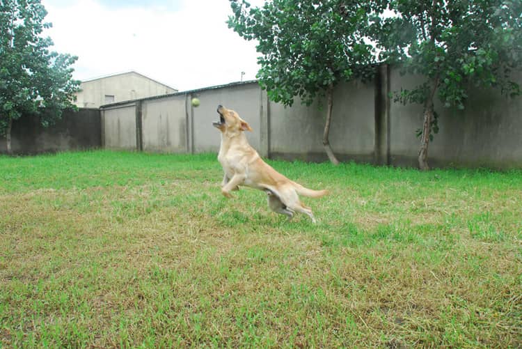 拉不拉多培训 拉不拉多捡球训练 拉不拉多培训 拉不拉多捡球训练