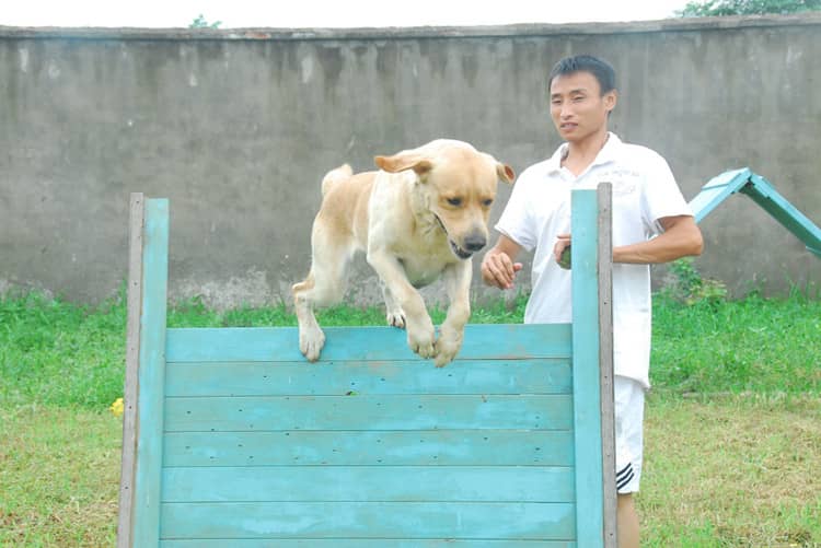 拉不拉跳跃训练 拉不拉多室外训练 拉不拉跳跃训练 拉不拉多室外训练
