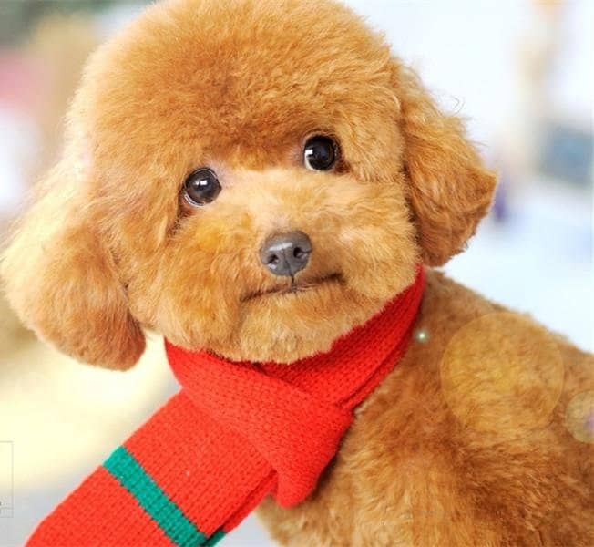 泰迪犬 泰迪犬图片 泰迪犬训练. 泰迪犬 泰迪犬图片 泰迪犬训练.