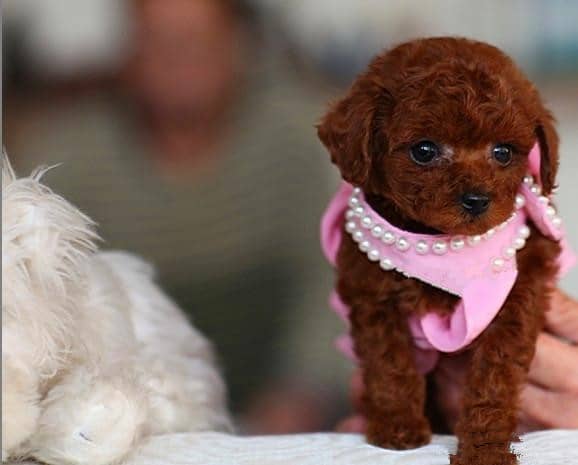 红色泰迪犬 迷你泰迪 泰迪犬培训. 红色泰迪犬 迷你泰迪 泰迪犬培训.